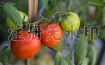 detahshimg02
